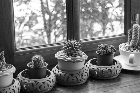 cactus in pots place decorated near by window.の写真素材
