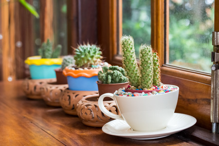 cactus in pots place decorated near by window.の写真素材