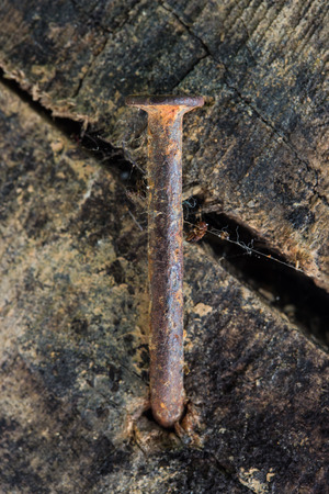 rusty nail and old wood backgroundの写真素材