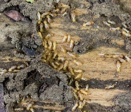 Worker and nasute termites on decomposing woodの写真素材