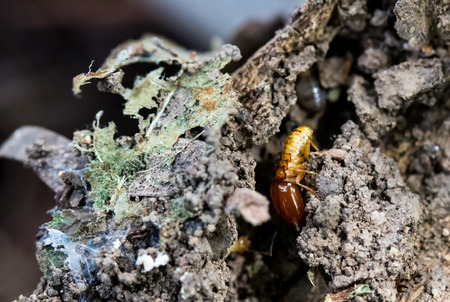 termite on rotten wood, with termite holes.