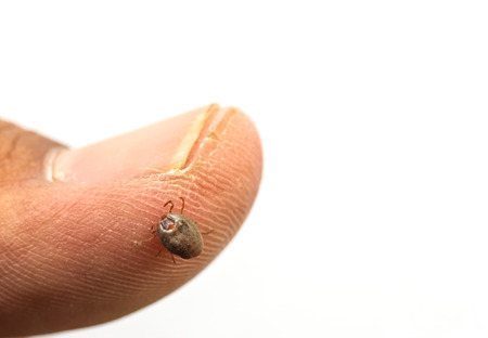 Man Ticks on white background.の写真素材