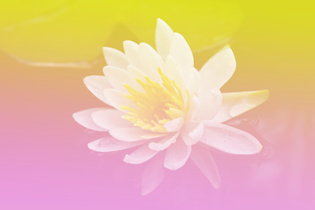 Beautiful rainbow water lilyの写真素材