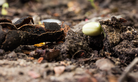 Small green plant in soil. Very small depth of field.