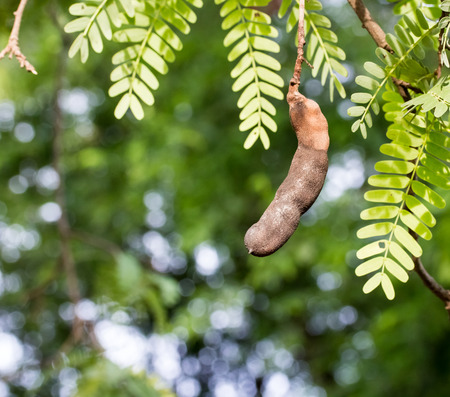 Tamarind rot on the tree,Thailandの写真素材