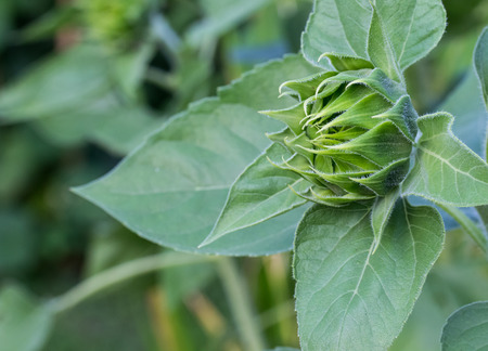 Not dismissed green flower of a sunflower