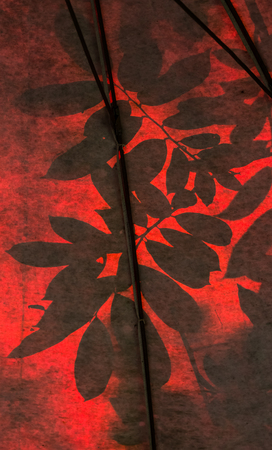 Shadow leaves on a red plasticの写真素材