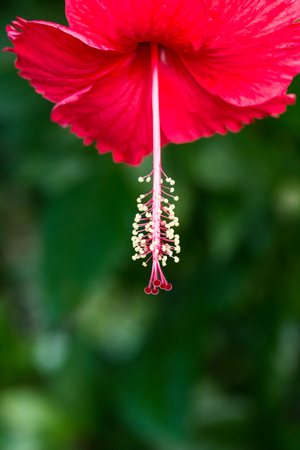 Red Hibiscus flower. close upの写真素材
