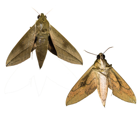 Moth on white background.Front and rearの写真素材