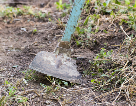 Hoe or digging tool, soil prepared vegetable bed for sowing.