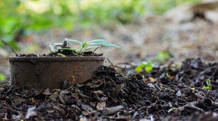 Trees sprouted in rusty cansの写真素材