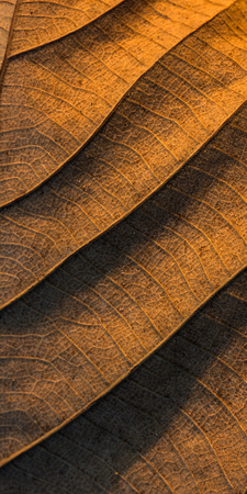 Dry teak leaf texture and backgroundの写真素材