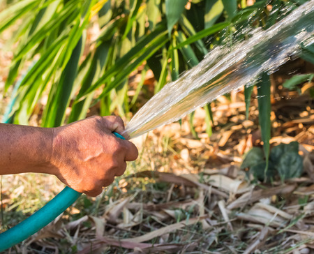 Working watering garden from hoseの写真素材