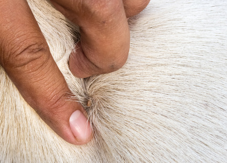 close up the dog ticks.の写真素材