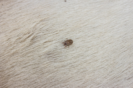 Big Tick on a dog in cleaning.