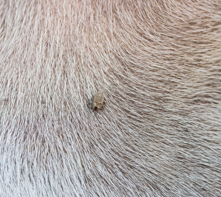 Big Tick on a dog in cleaning.