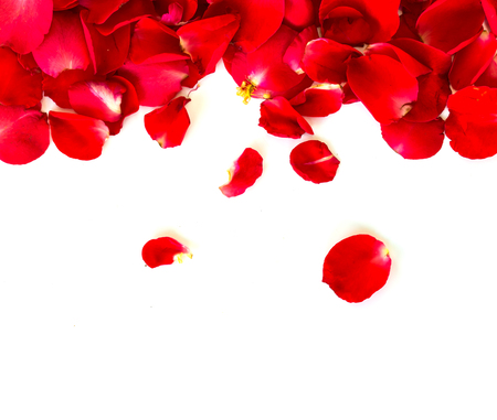 red rose petals on white background. valentine`s card backgroundの写真素材