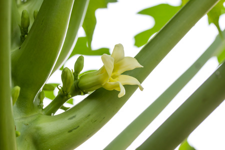 Beautiful Papaya Flower on tree.の写真素材