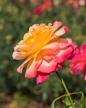 Beautiful pink rose in a gardenの写真素材