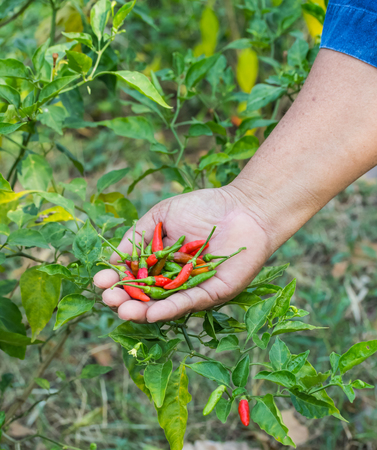 Gardeners were picking chili .の写真素材