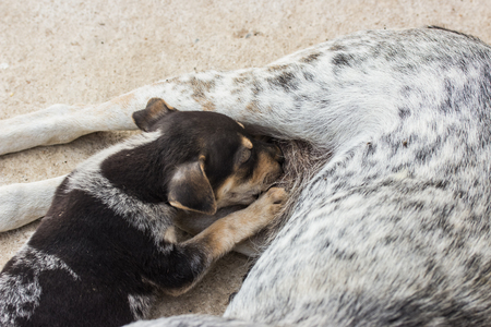 Puppies drinking milk from their mother dog, Thailand dog.の写真素材