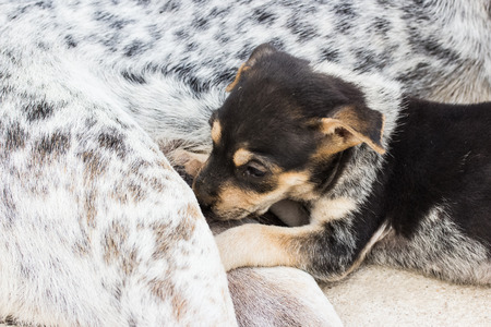 Puppies drinking milk from their mother dog, Thailand dog.の写真素材