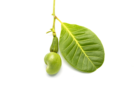 Tropical Young Cashew fruits on white background (Anacardium occidentale)の写真素材