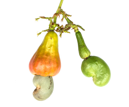 cashew nut on white backgroundの写真素材