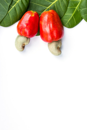 cashew nut and leaf on white backgroundの写真素材