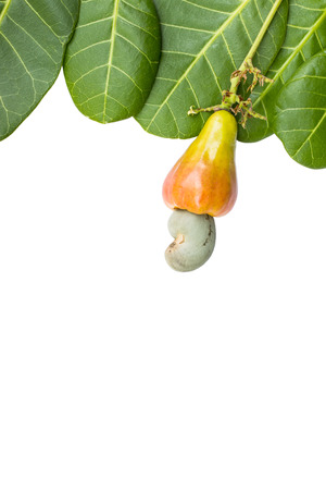 cashew nut and leaf on white backgroundの写真素材