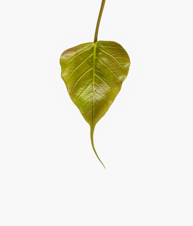 Bo leaf on white backgroundの写真素材