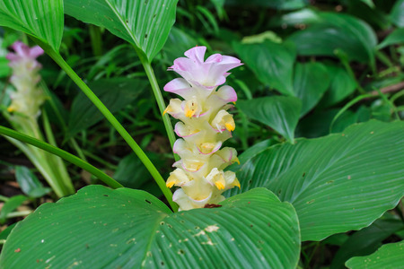 Pink Krachiew flowers,Chaiyaphum, Thailand.の写真素材