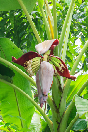 Banana Tree With Banana Blossomの写真素材