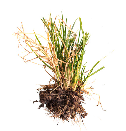 dry grass on whiteの写真素材