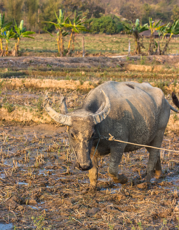 Water buffalo or domestic Asian water buffalo (Bubalus bubalis)