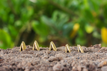 Money growth concept coins in soilの写真素材