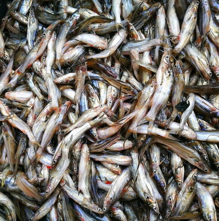 small fishes on a counterの写真素材