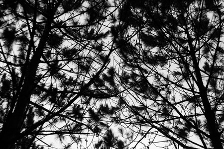 Pine leaf scene.Black and whiteの写真素材