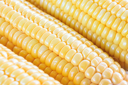 Fresh corn on wooden table, closeup, top viewの写真素材