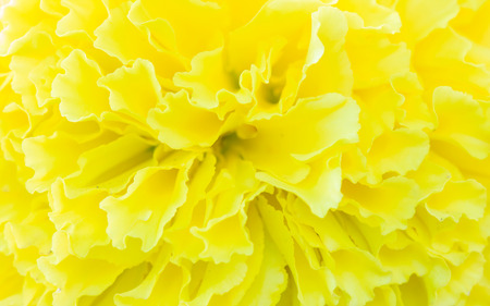 Close up marigold flowerの写真素材