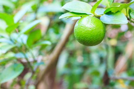 Lime fruit on lemon tree Have a green ball on the tree.の写真素材