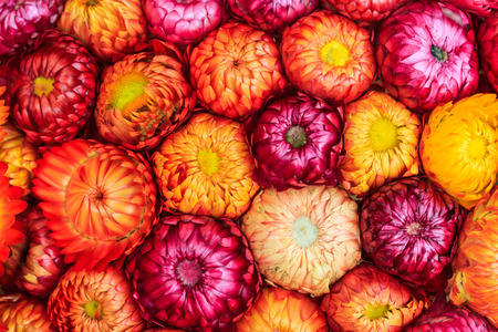 everlasting or straw flower ( helichrysum bracteatum willd ) bloomingの写真素材