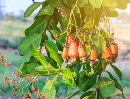 Cashew tree with the raw fruit and nutの写真素材