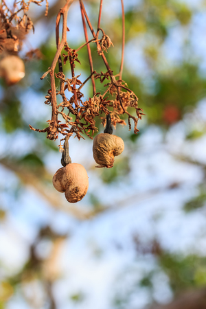 Dry Cashew on the treeの写真素材