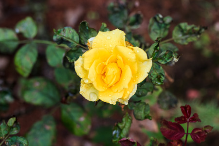 Beautiful bush of yellow roses in a spring garden. Rose garden.の写真素材