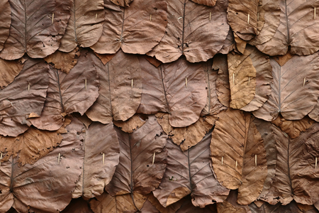 texture of line detail on dry teak leaf ( Tectona grandis L.f. )の写真素材