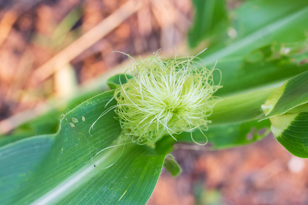 Corn silkの写真素材