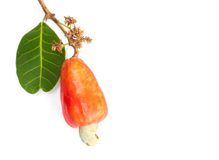 Fresh Cashew Nut Apple with green leaves isolated on white backgroundの写真素材