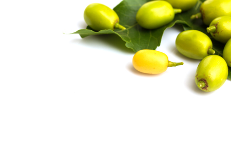 Medicinal neem fruits with twigs over white backgroundの写真素材