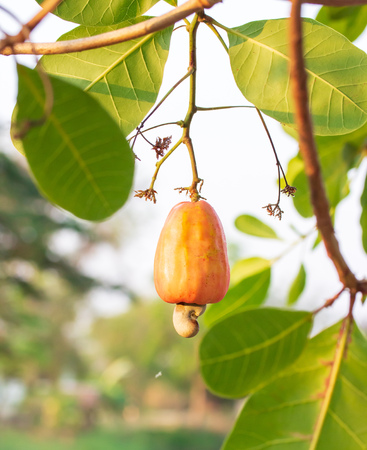 Cashew nuts growing on a tree This extraordinary nut grows outside the fruitの写真素材